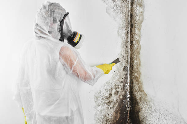Best Mold Testing  in North Mankato, MN