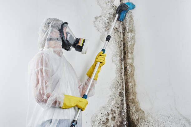 Best Toxic Mold Removal  in North Mankato, MN