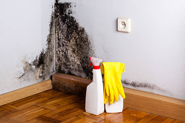 Best Best Mold Removal Companies  in North Mankato, MN