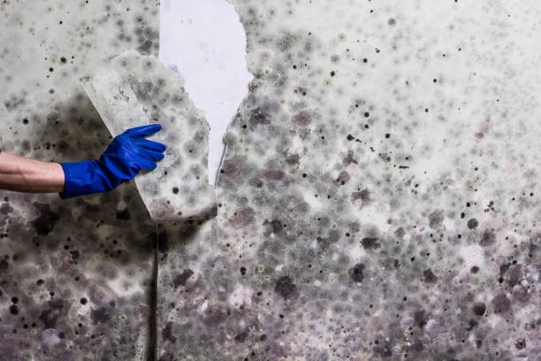 Best Emergency Mold Removal  in North Mankato, MN