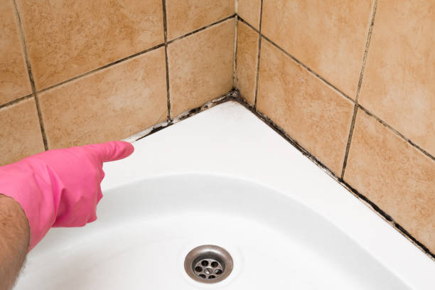 Best Attic Mold Removal  in North Mankato, MN